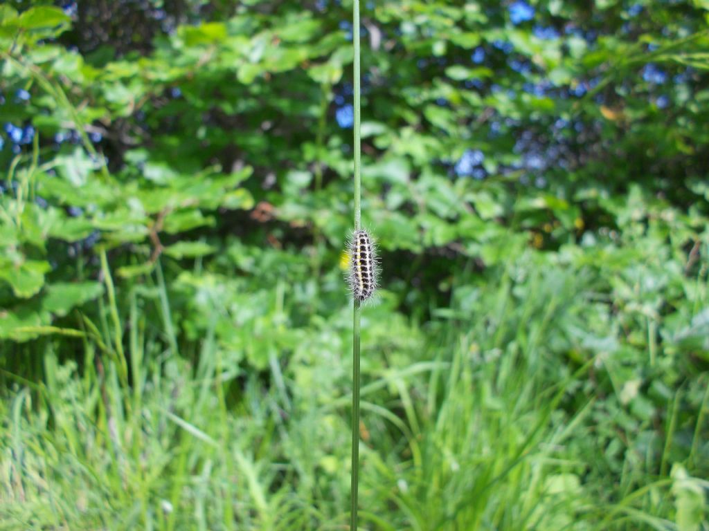 Bruchino su graminacea - Zygaena sp.